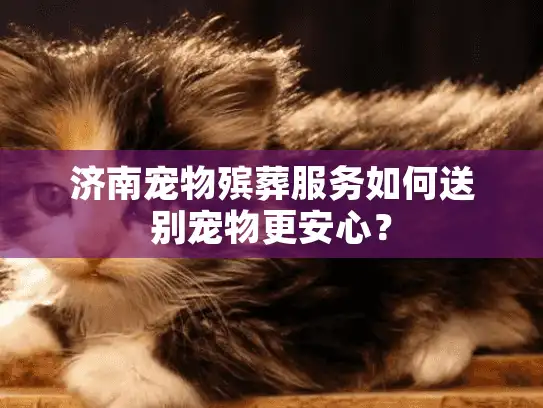 济南宠物殡葬服务如何送别宠物更安心？