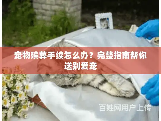 宠物殡葬手续怎么办？完整指南帮你送别爱宠