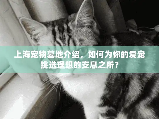 上海宠物墓地介绍，如何为你的爱宠挑选理想的安息之所？