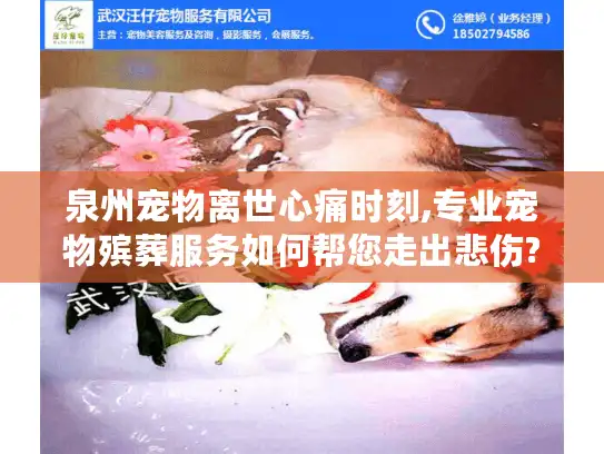泉州宠物离世心痛时刻,专业宠物殡葬服务如何帮您走出悲伤?