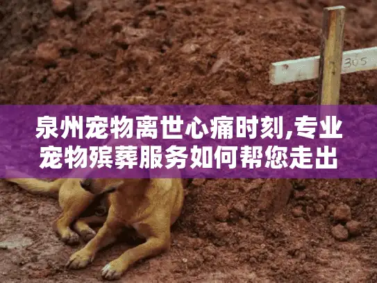 泉州宠物离世心痛时刻,专业宠物殡葬服务如何帮您走出悲伤?