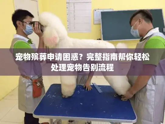 宠物殡葬申请困惑？完整指南帮你轻松处理宠物告别流程