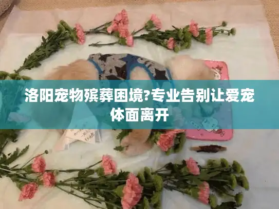 洛阳宠物殡葬困境?专业告别让爱宠体面离开