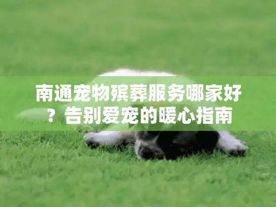 南通宠物殡葬服务哪家好？告别爱宠的暖心指南