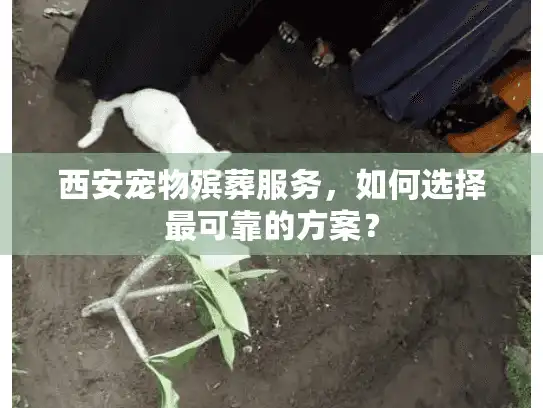 西安宠物殡葬服务，如何选择最可靠的方案？