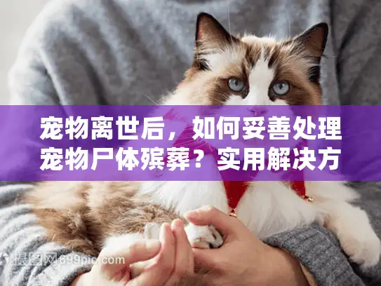 宠物离世后，如何妥善处理宠物尸体殡葬？实用解决方案分享
