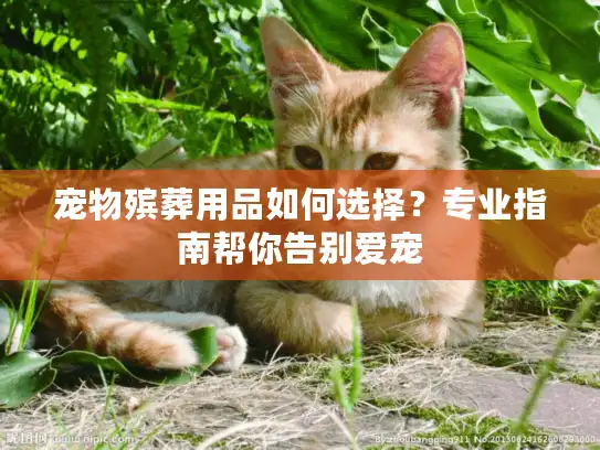 宠物殡葬用品如何选择？专业指南帮你告别爱宠
