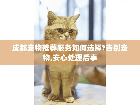 成都宠物殡葬服务如何选择?告别宠物,安心处理后事