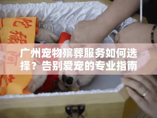 广州宠物殡葬服务如何选择？告别爱宠的专业指南