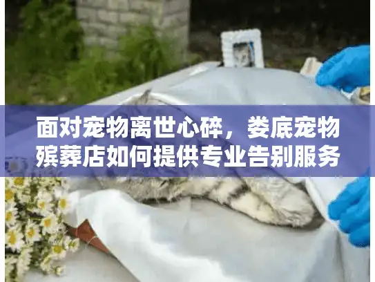 面对宠物离世心碎，娄底宠物殡葬店如何提供专业告别服务？