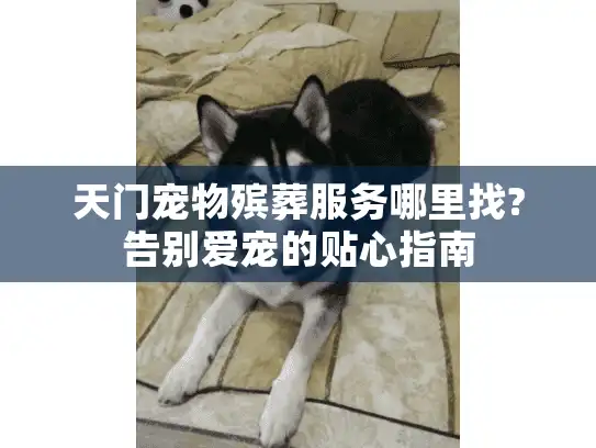 天门宠物殡葬服务哪里找?告别爱宠的贴心指南