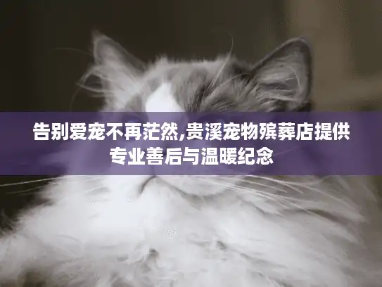 告别爱宠不再茫然,贵溪宠物殡葬店提供专业善后与温暖纪念