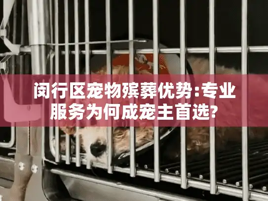 闵行区宠物殡葬优势:专业服务为何成宠主首选?