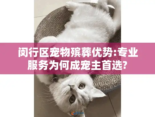 闵行区宠物殡葬优势:专业服务为何成宠主首选?