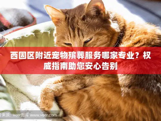 西固区附近宠物殡葬服务哪家专业？权威指南助您安心告别