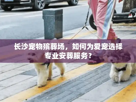 长沙宠物殡葬场，如何为爱宠选择专业安葬服务？