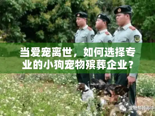 当爱宠离世，如何选择专业的小狗宠物殡葬企业？