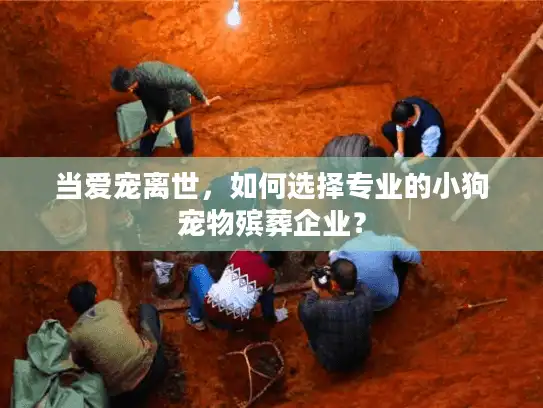 当爱宠离世，如何选择专业的小狗宠物殡葬企业？