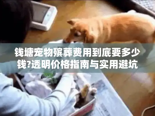 钱塘宠物殡葬费用到底要多少钱?透明价格指南与实用避坑建议
