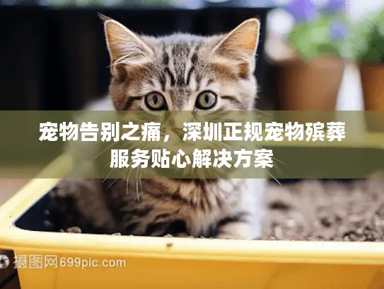 宠物告别之痛，深圳正规宠物殡葬服务贴心解决方案