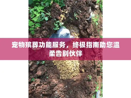 宠物殡葬功能服务，终极指南助您温柔告别伙伴