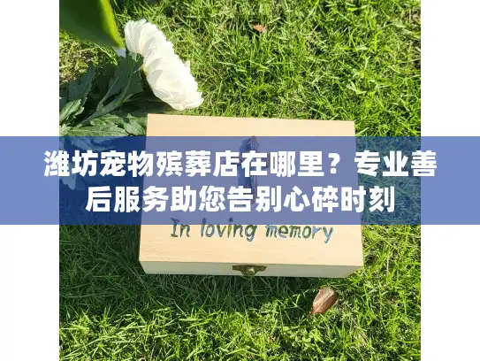 潍坊宠物殡葬店在哪里？专业善后服务助您告别心碎时刻