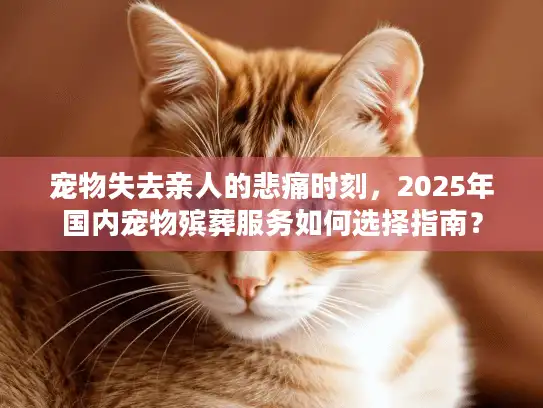 宠物失去亲人的悲痛时刻，2025年国内宠物殡葬服务如何选择指南？