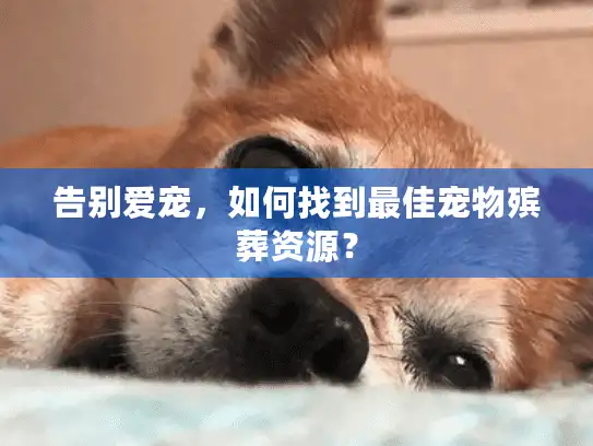 告别爱宠，如何找到最佳宠物殡葬资源？