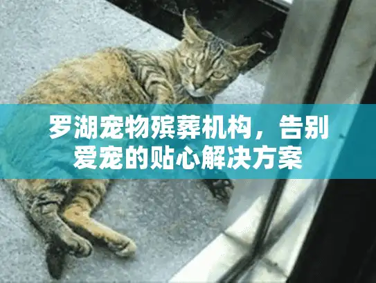 罗湖宠物殡葬机构，告别爱宠的贴心解决方案