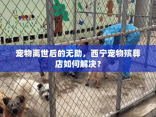 宠物离世后的无助，西宁宠物殡葬店如何解决？