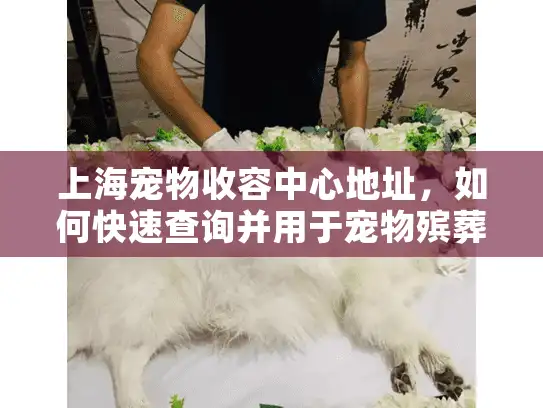 上海宠物收容中心地址，如何快速查询并用于宠物殡葬服务？