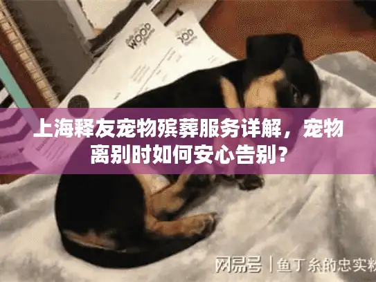 上海释友宠物殡葬服务详解，宠物离别时如何安心告别？
