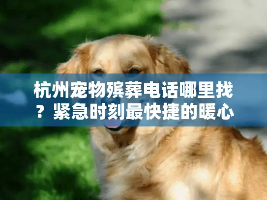 杭州宠物殡葬电话哪里找？紧急时刻最快捷的暖心送别方案