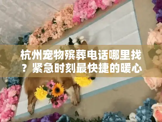 杭州宠物殡葬电话哪里找？紧急时刻最快捷的暖心送别方案