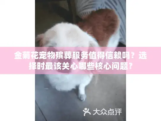 金菊花宠物殡葬服务值得信赖吗？选择时最该关心哪些核心问题？