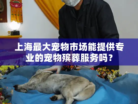 上海最大宠物市场能提供专业的宠物殡葬服务吗？