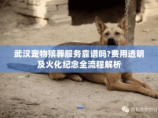 武汉宠物殡葬服务靠谱吗?费用透明及火化纪念全流程解析
