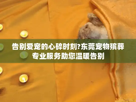 告别爱宠的心碎时刻?东莞宠物殡葬专业服务助您温暖告别