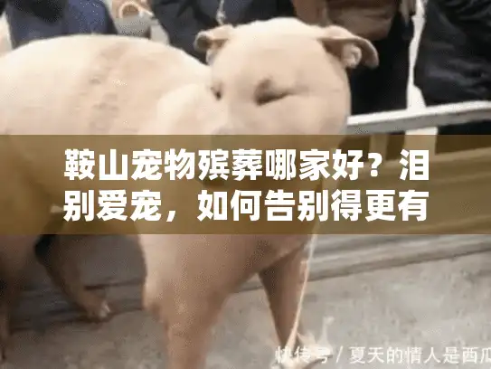 鞍山宠物殡葬哪家好？泪别爱宠，如何告别得更有尊严