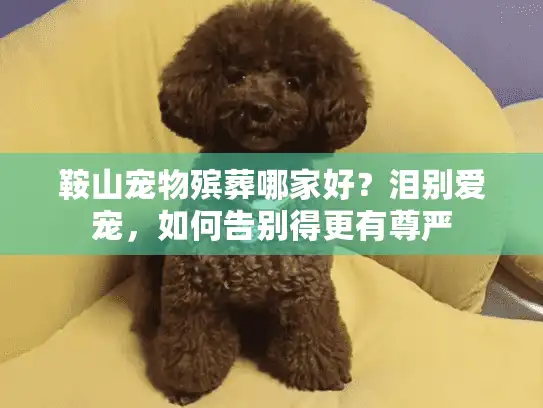 鞍山宠物殡葬哪家好？泪别爱宠，如何告别得更有尊严