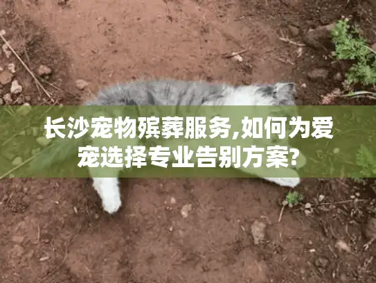长沙宠物殡葬服务,如何为爱宠选择专业告别方案?