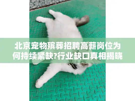 北京宠物殡葬招聘高薪岗位为何持续紧缺?行业缺口真相揭晓