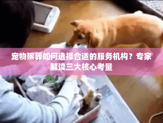 宠物殡葬如何选择合适的服务机构？专家解读三大核心考量