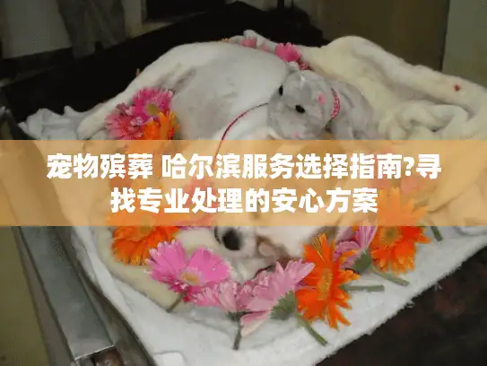 宠物殡葬 哈尔滨服务选择指南?寻找专业处理的安心方案