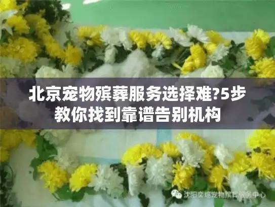 北京宠物殡葬服务选择难?5步教你找到靠谱告别机构