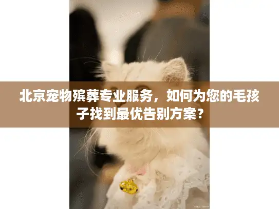 北京宠物殡葬专业服务，如何为您的毛孩子找到最优告别方案？