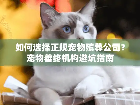 如何选择正规宠物殡葬公司？宠物善终机构避坑指南