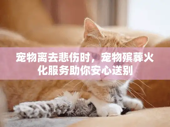 宠物离去悲伤时，宠物殡葬火化服务助你安心送别