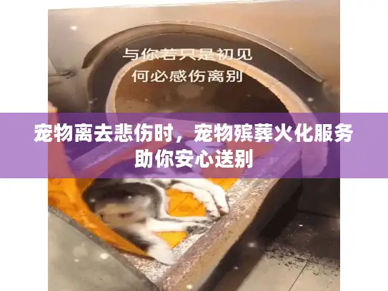 宠物离去悲伤时，宠物殡葬火化服务助你安心送别