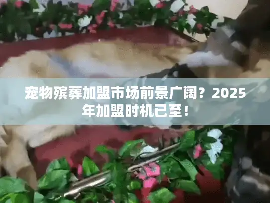 宠物殡葬加盟市场前景广阔？2025年加盟时机已至！